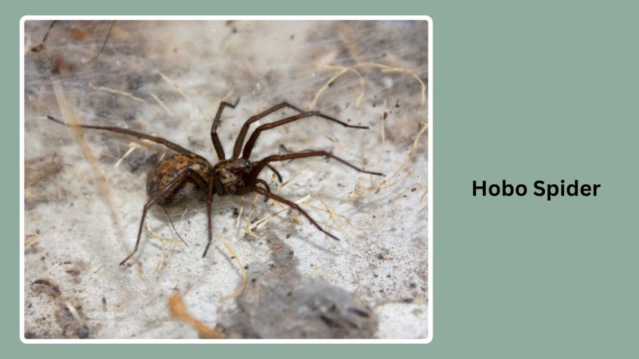 Hobo Spider