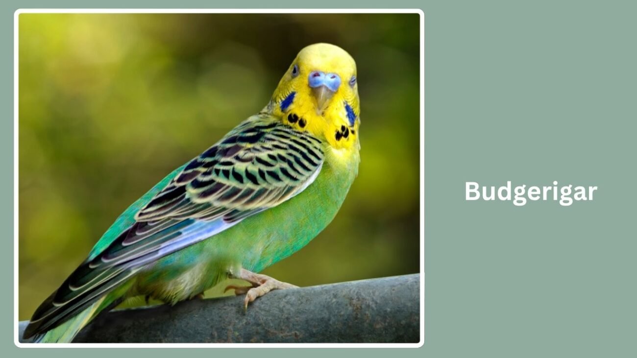 Budgerigar