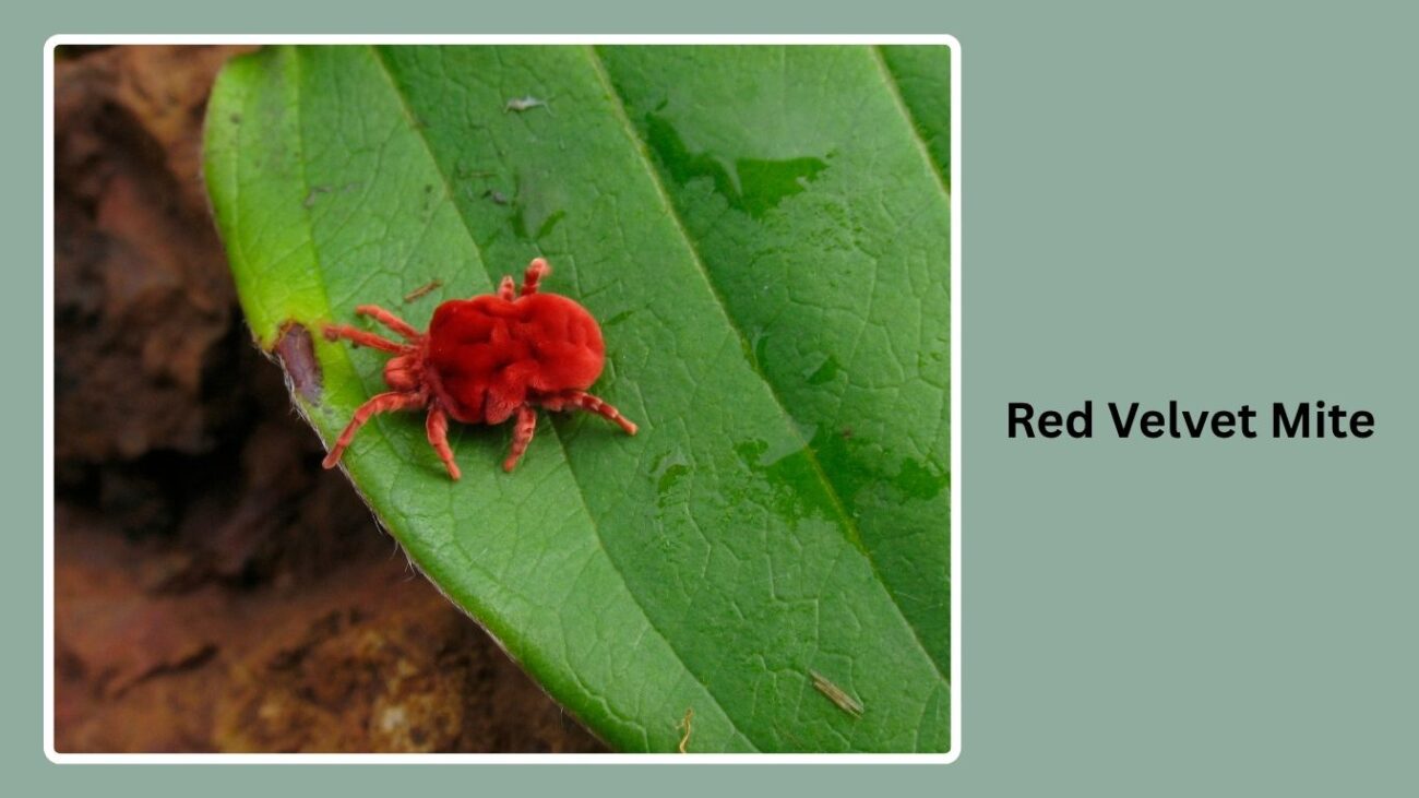 Red Velvet Mite