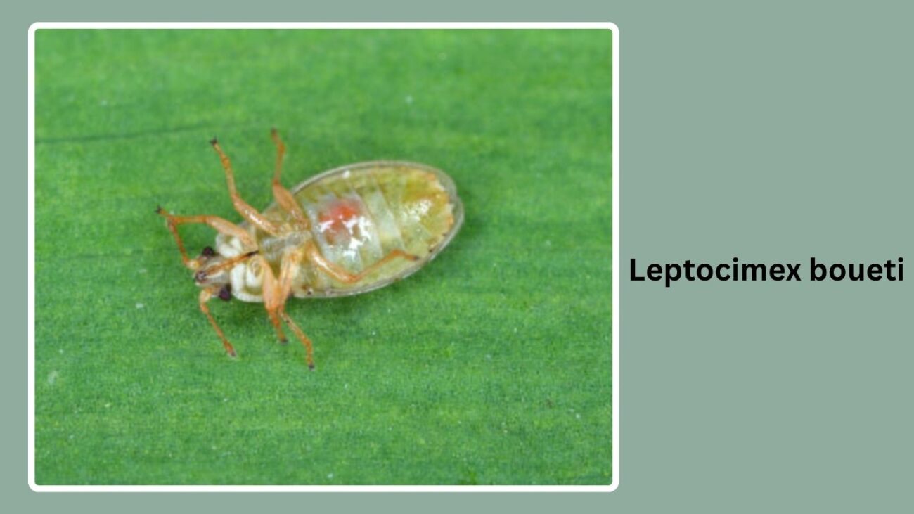 Leptocimex boueti