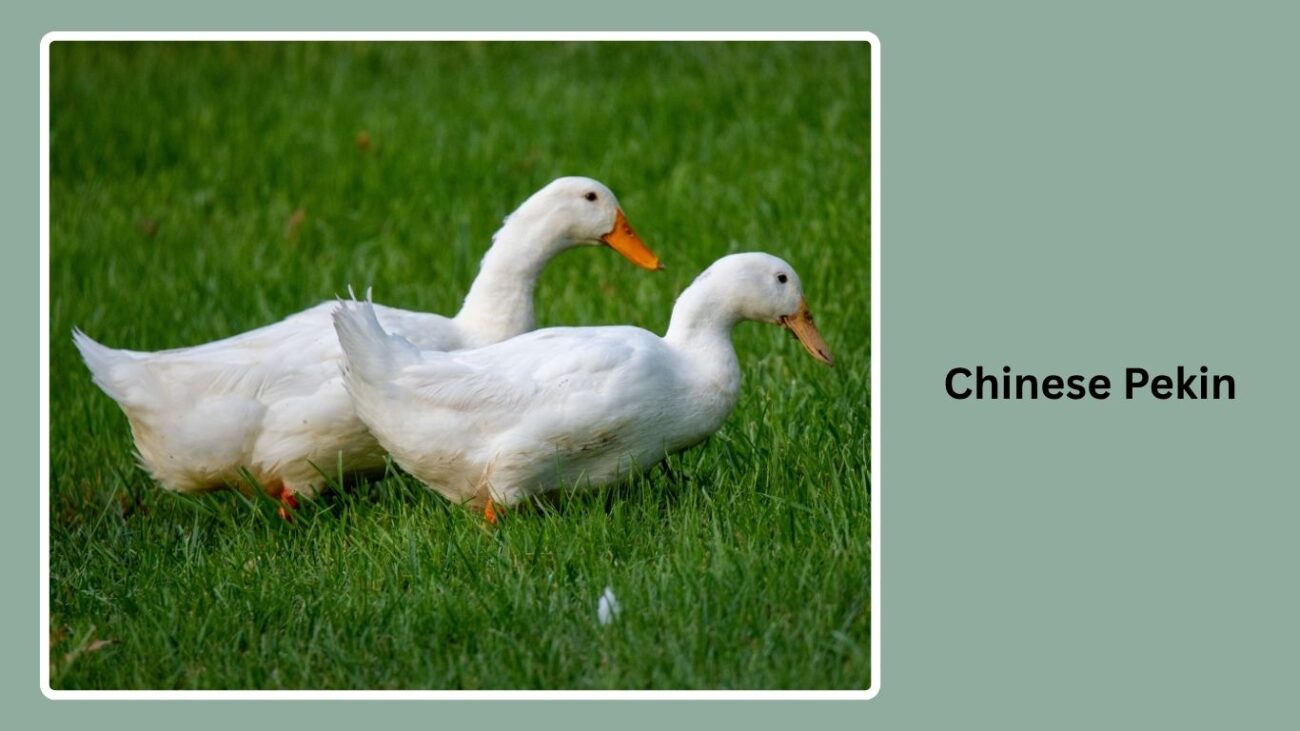 Chinese Pekin