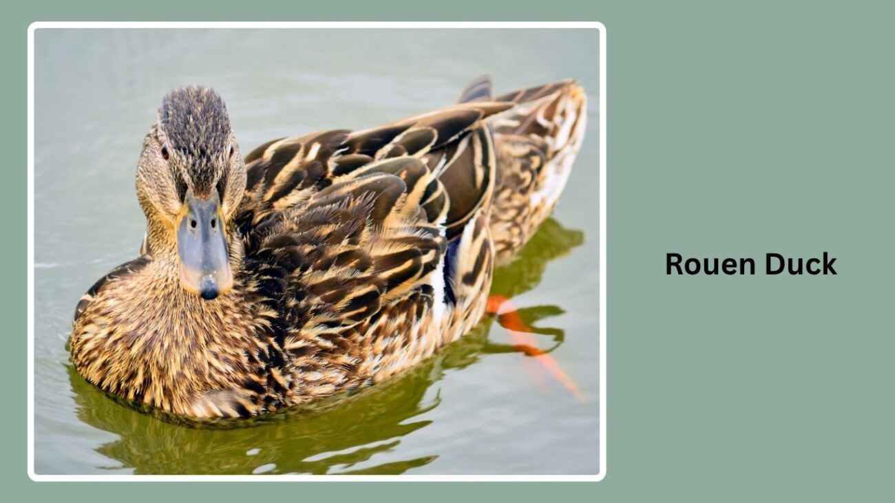 Rouen Duck