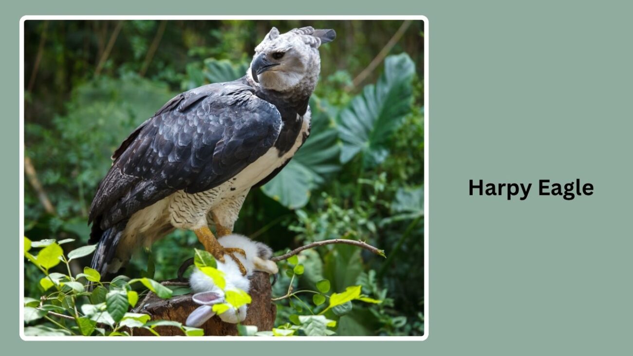 Harpy Eagle