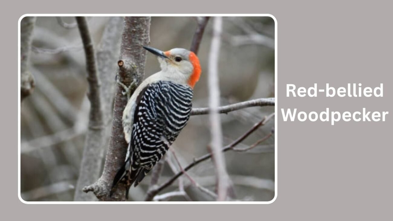 Red-bellied Woodpecker