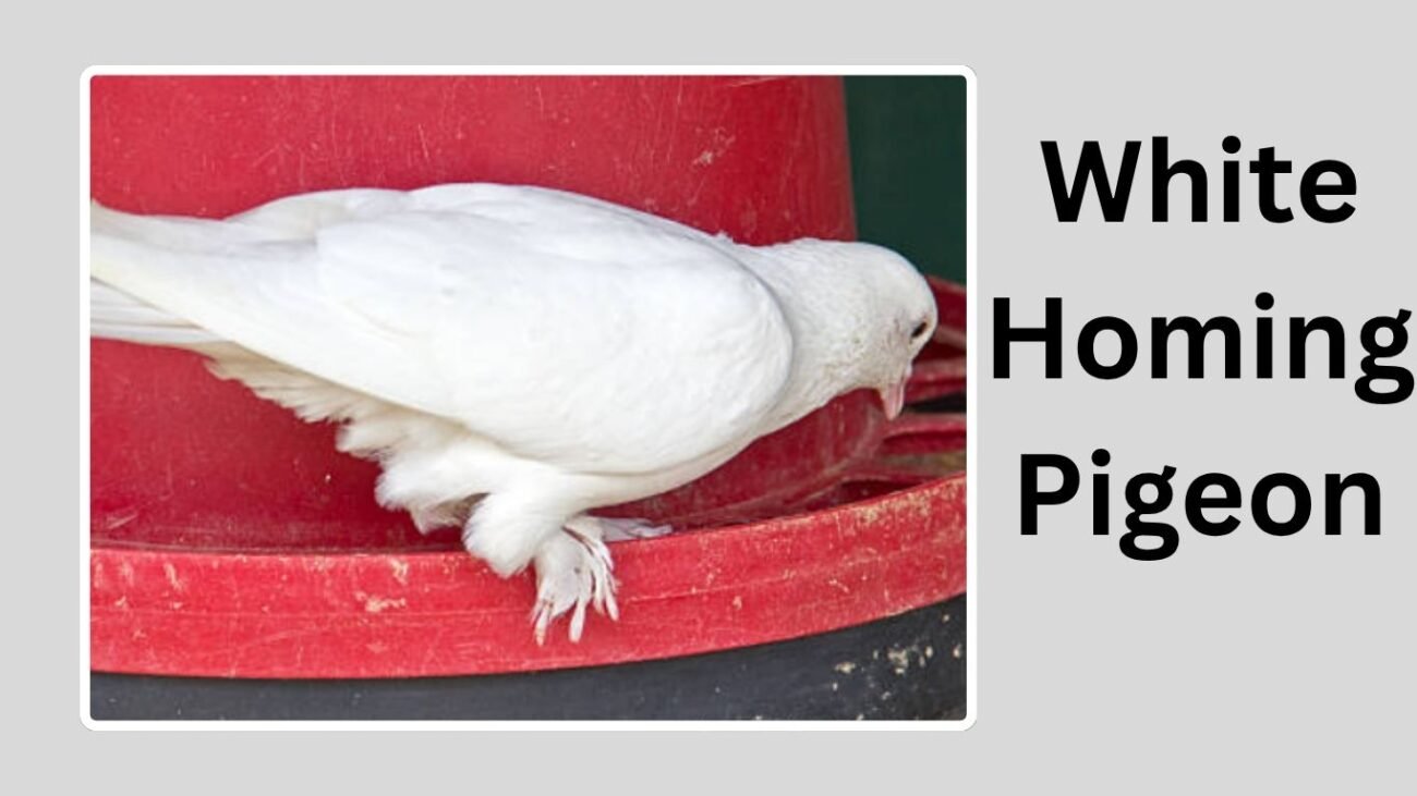 White Homing Pigeon