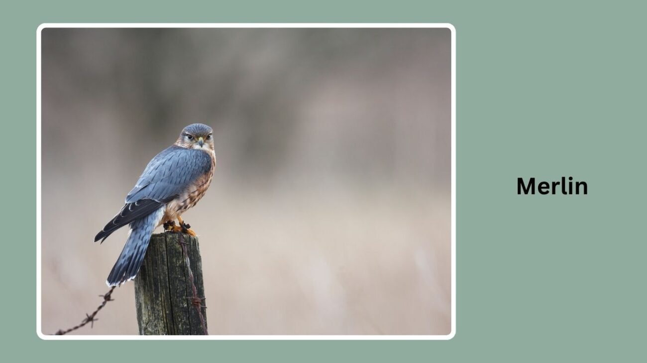 Merlin