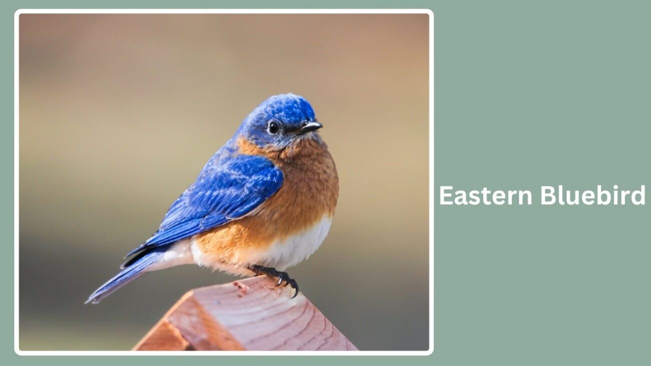 Eastern Bluebird