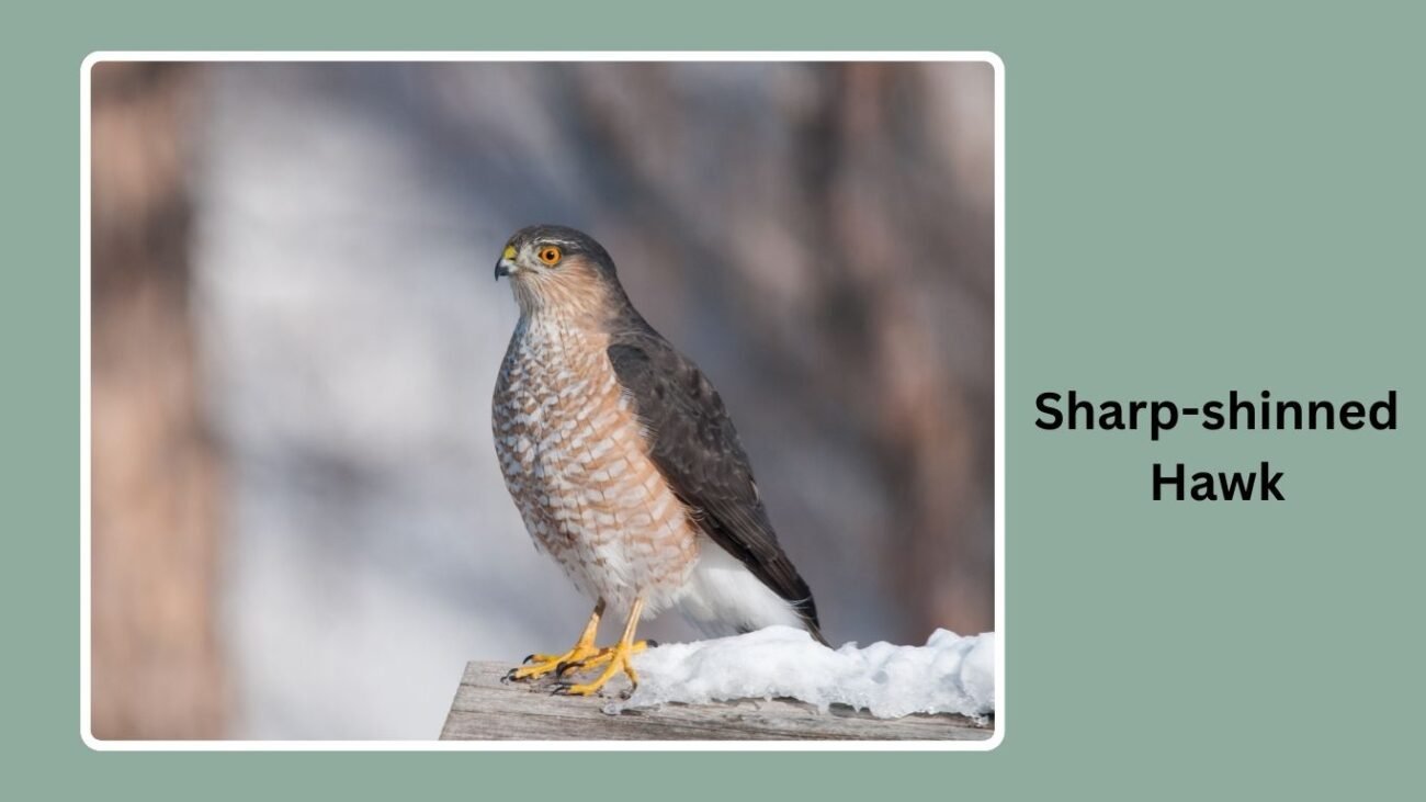 Sharp-shinned Hawk