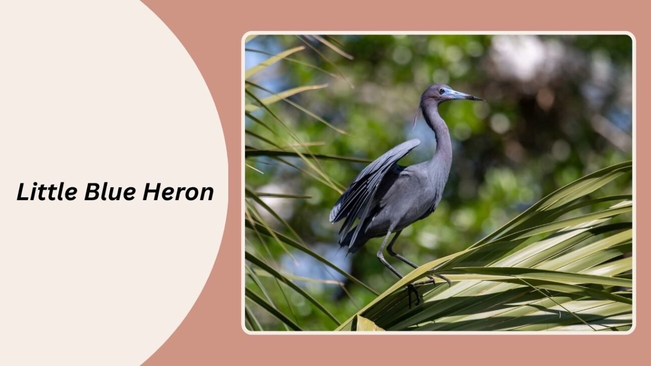 Little Blue Heron