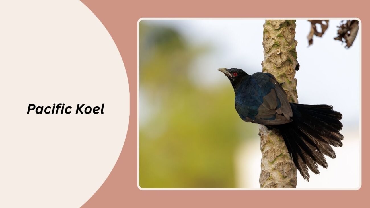 Pacific Koel