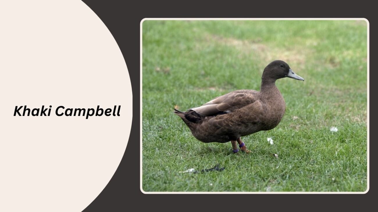 Khaki Campbell