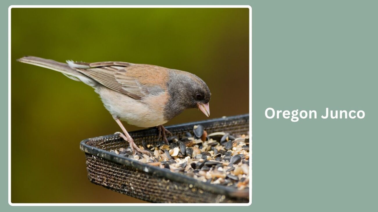 Oregon Junco
