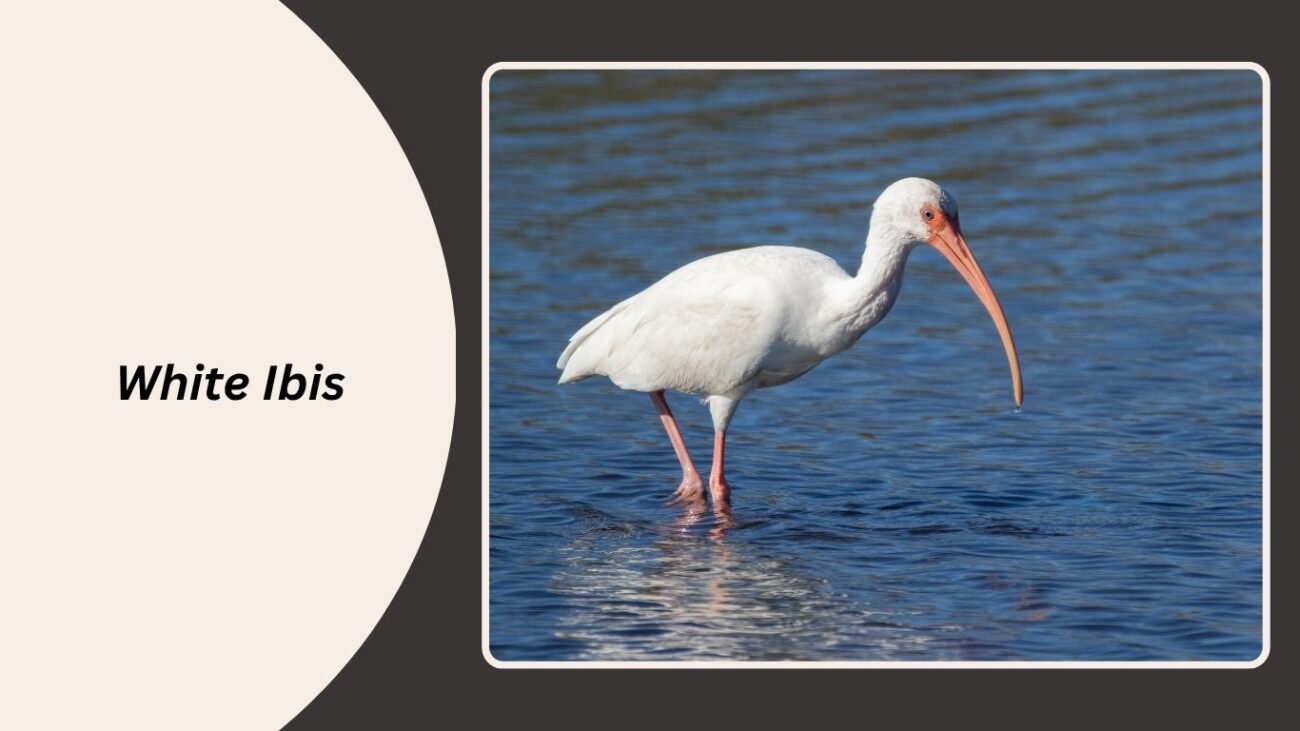 White Ibis