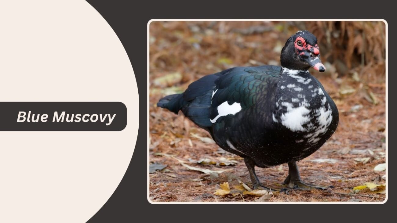 Blue Muscovy Duck