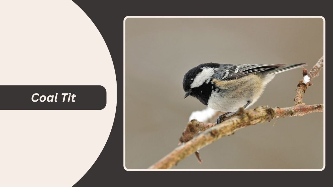 Coal Tit