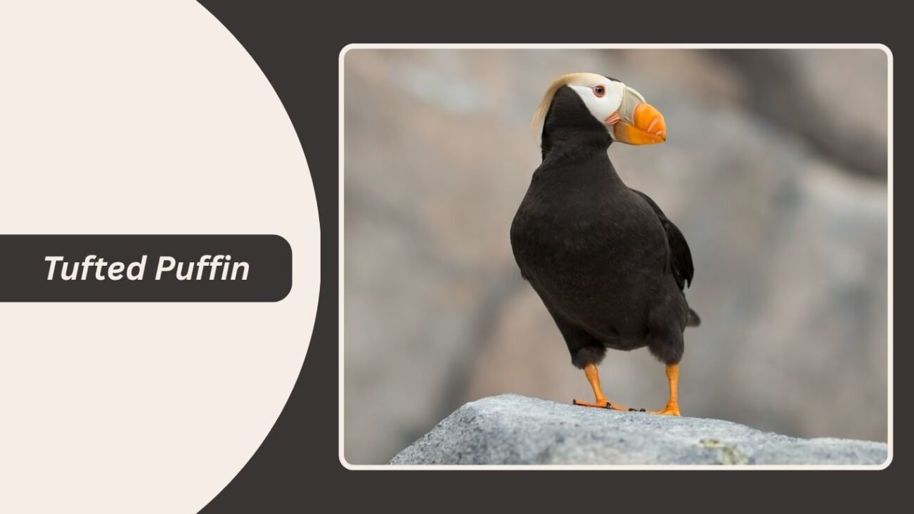 Tufted Puffin
