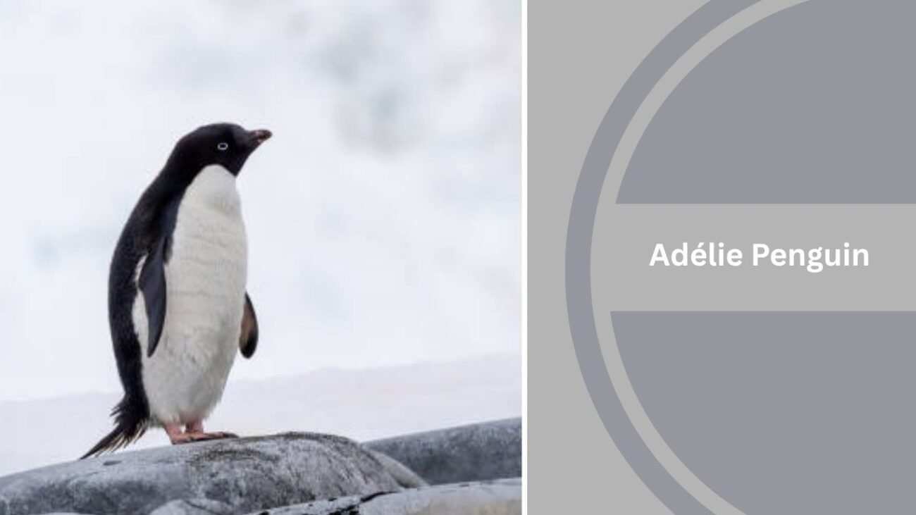 Adélie Penguin