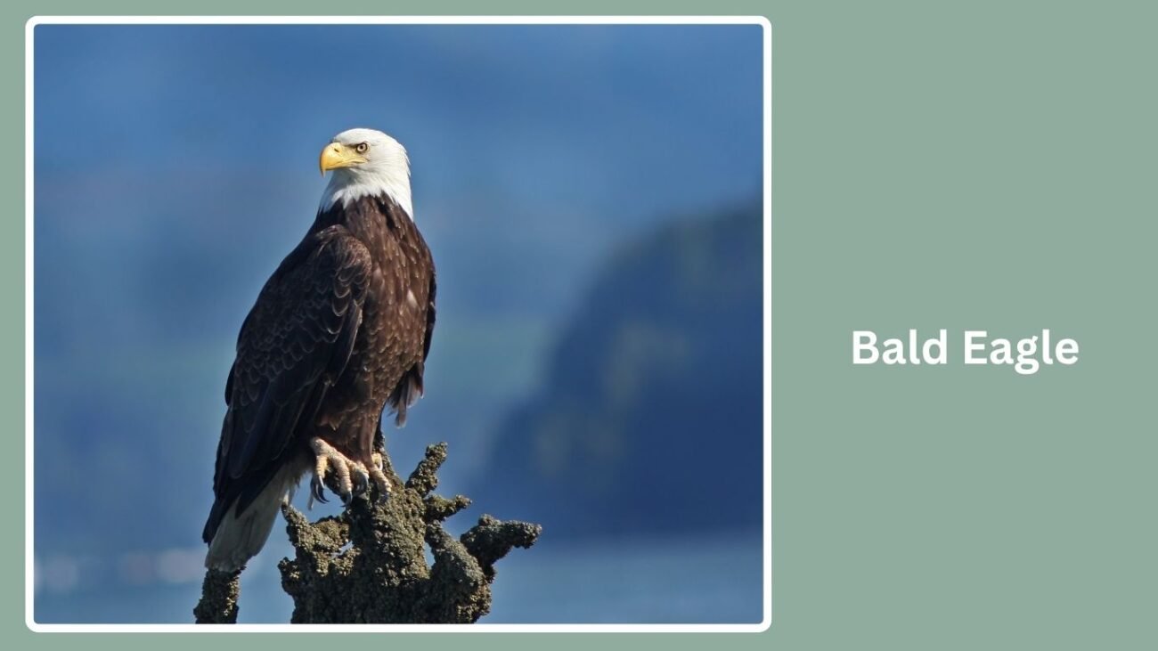 Bald Eagle