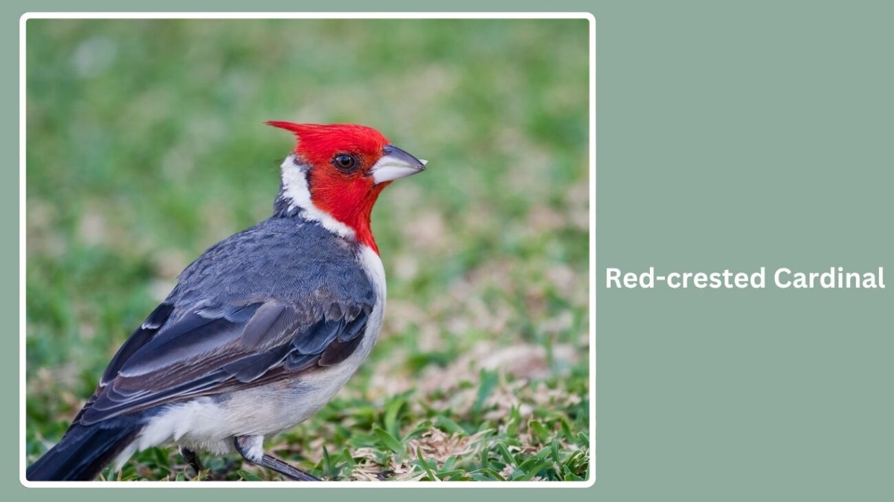 Red-crested Cardinal