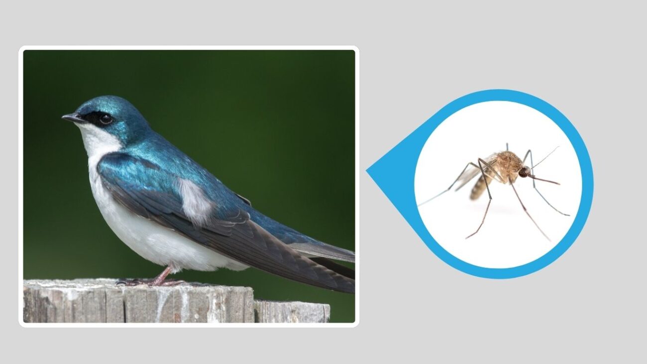 Tree Swallow
