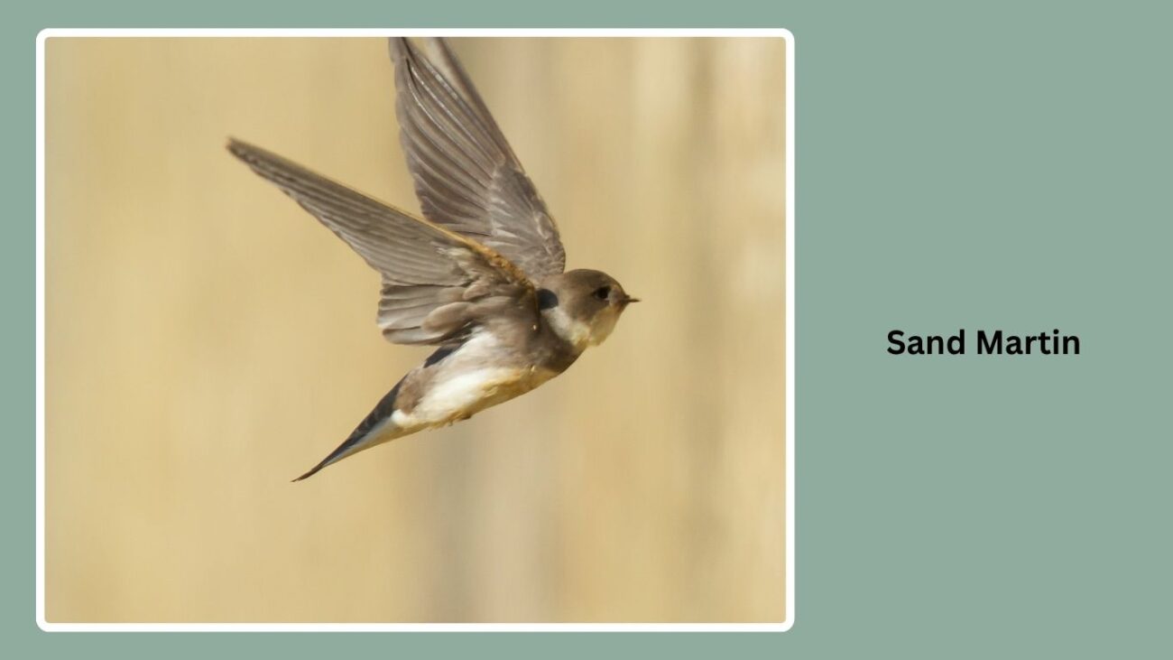 Sand Martin