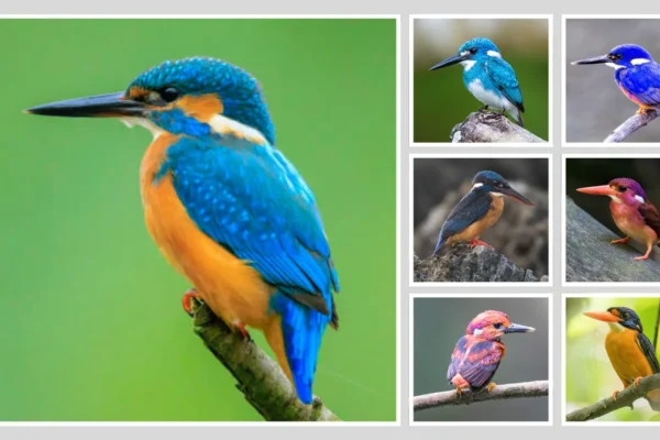 32 Types of Common Kingfishers  Identification with Images 