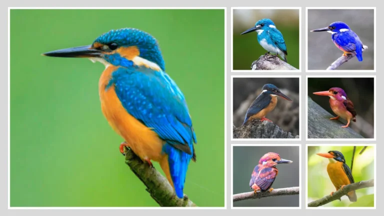 32 Types of Common Kingfishers:  Identification with Images 