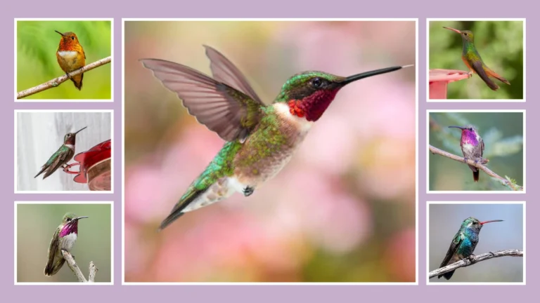 35 Types of Hummingbirds Identification with Pictures & Name 