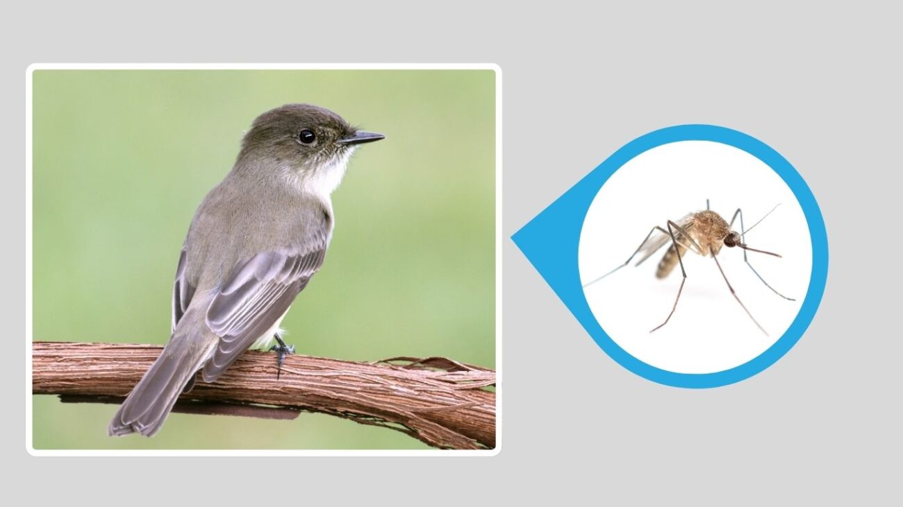 Eastern Phoebe