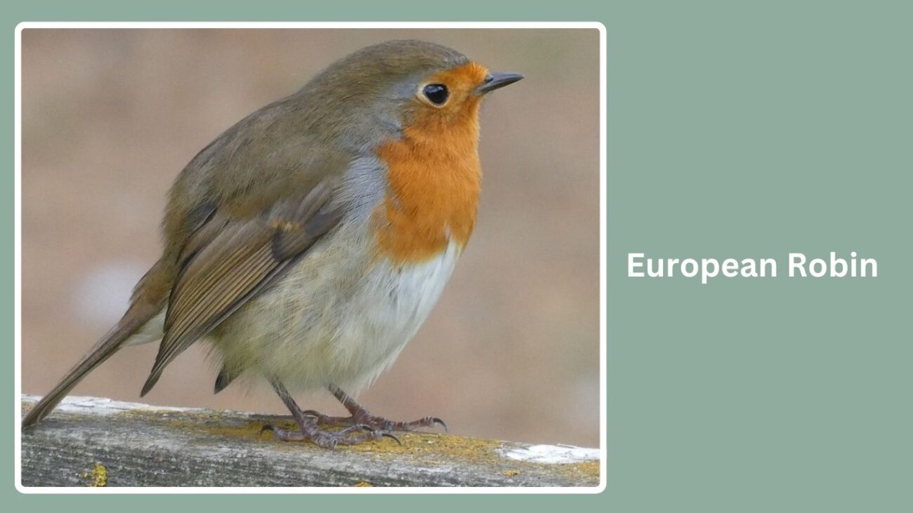 European Robin