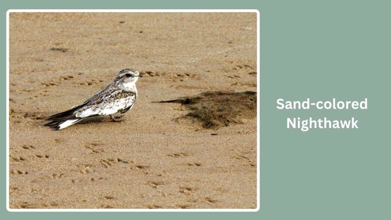 Sand-colored Nighthawk