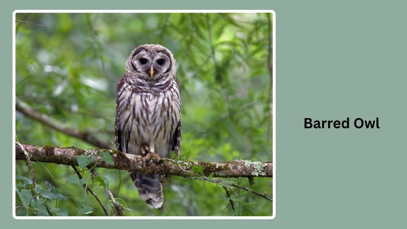 Barred Owl