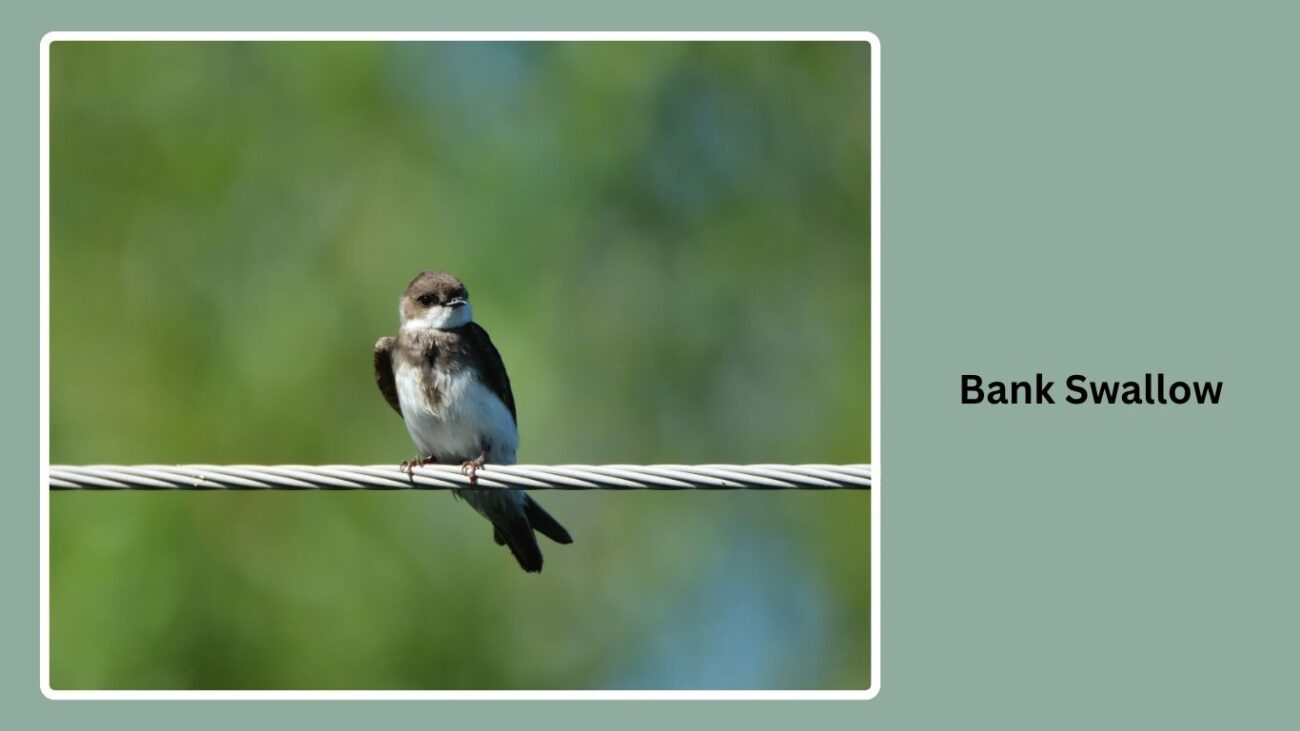 Bank Swallow