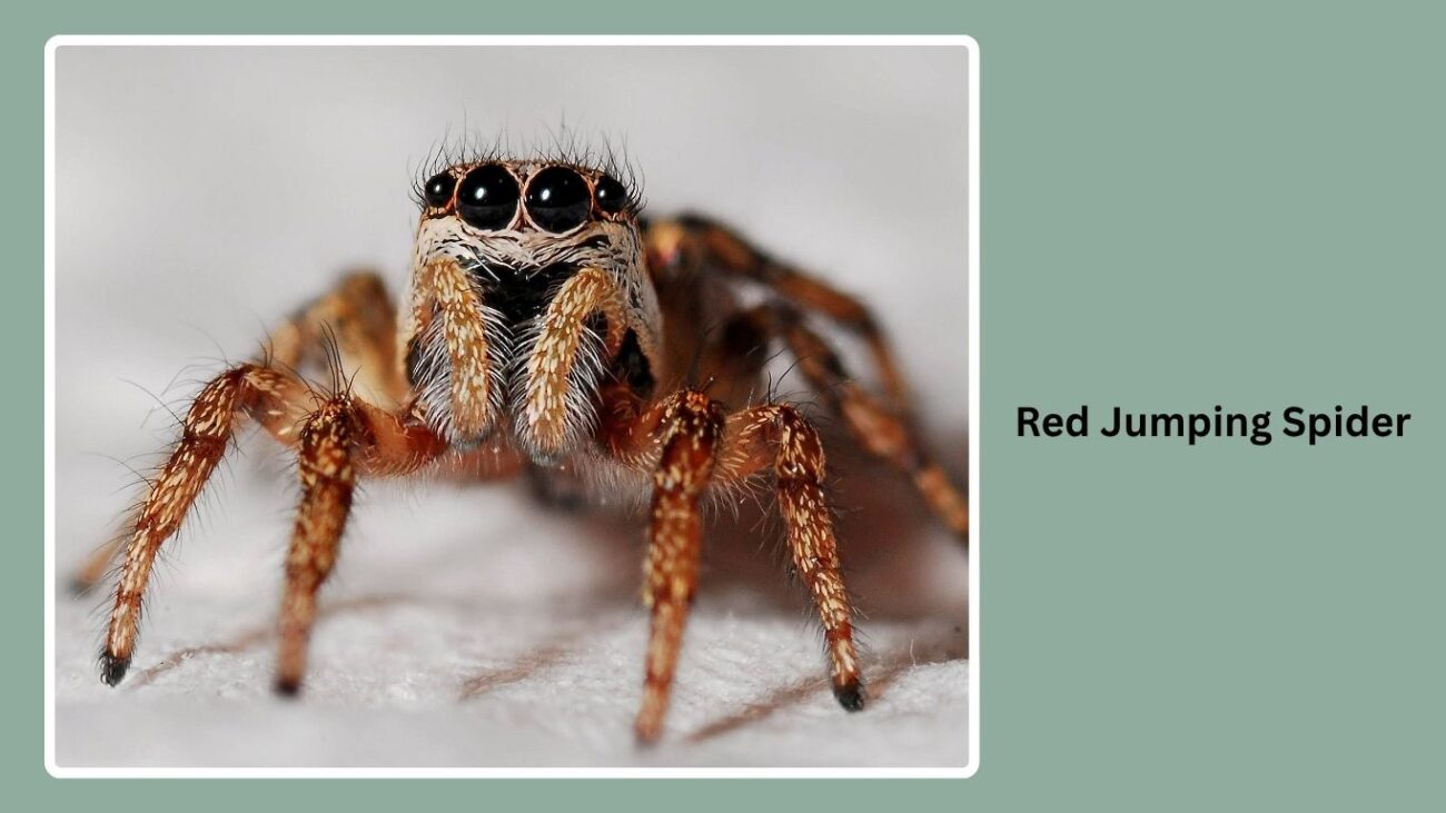 Red Jumping Spider