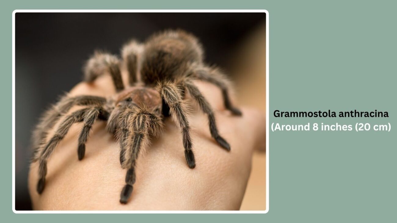 Grammostola anthracina