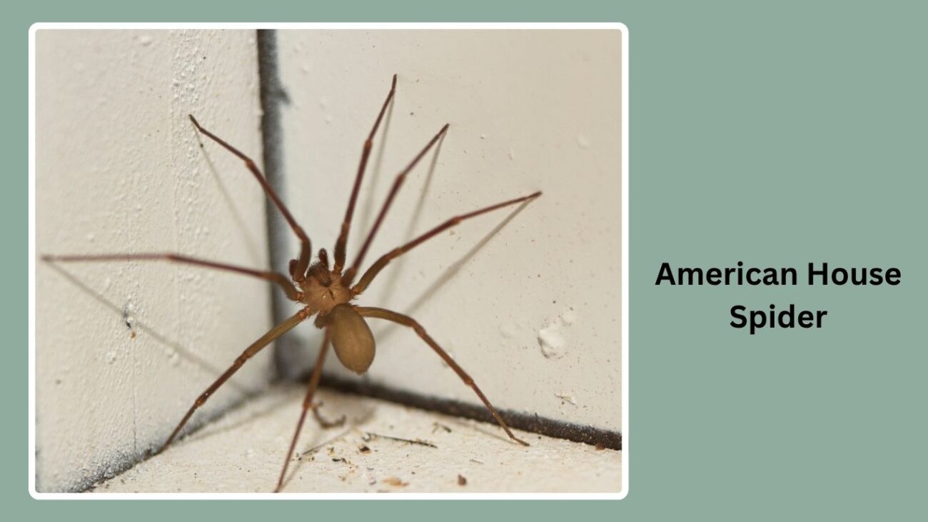 American House Spider