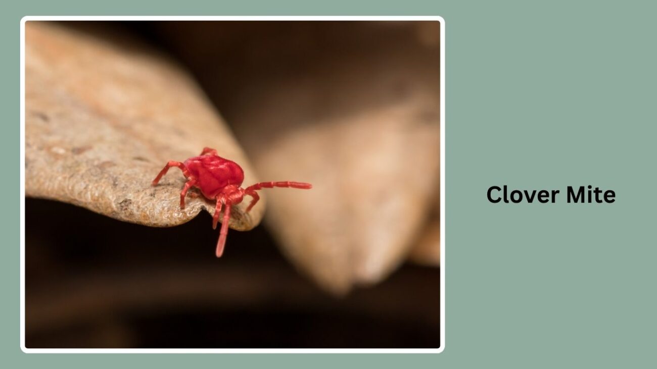Clover Mite