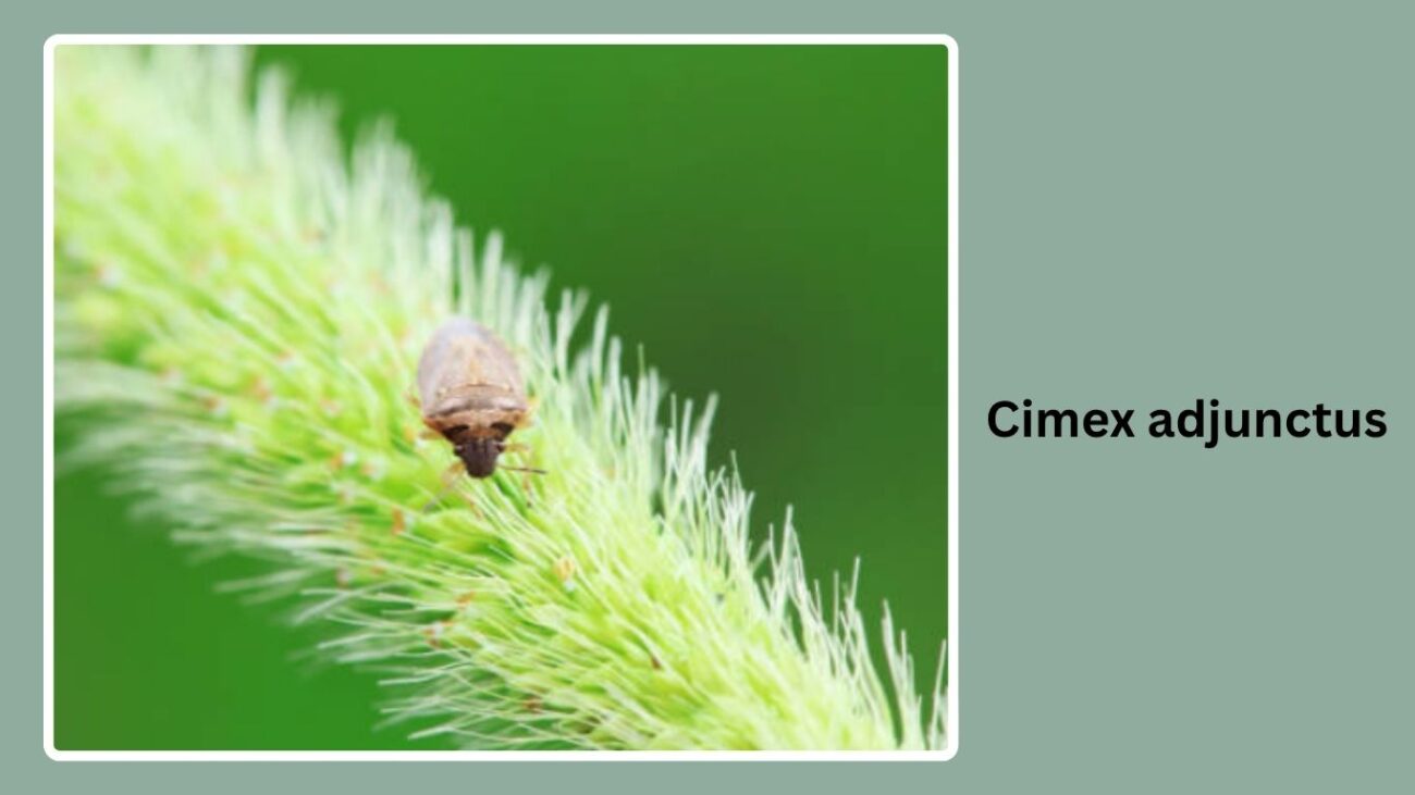 Cimex adjunctus
