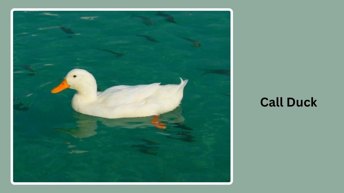 Call Duck