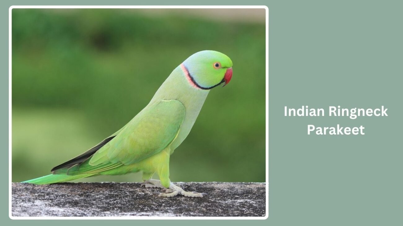 Indian Ringneck Parakeet