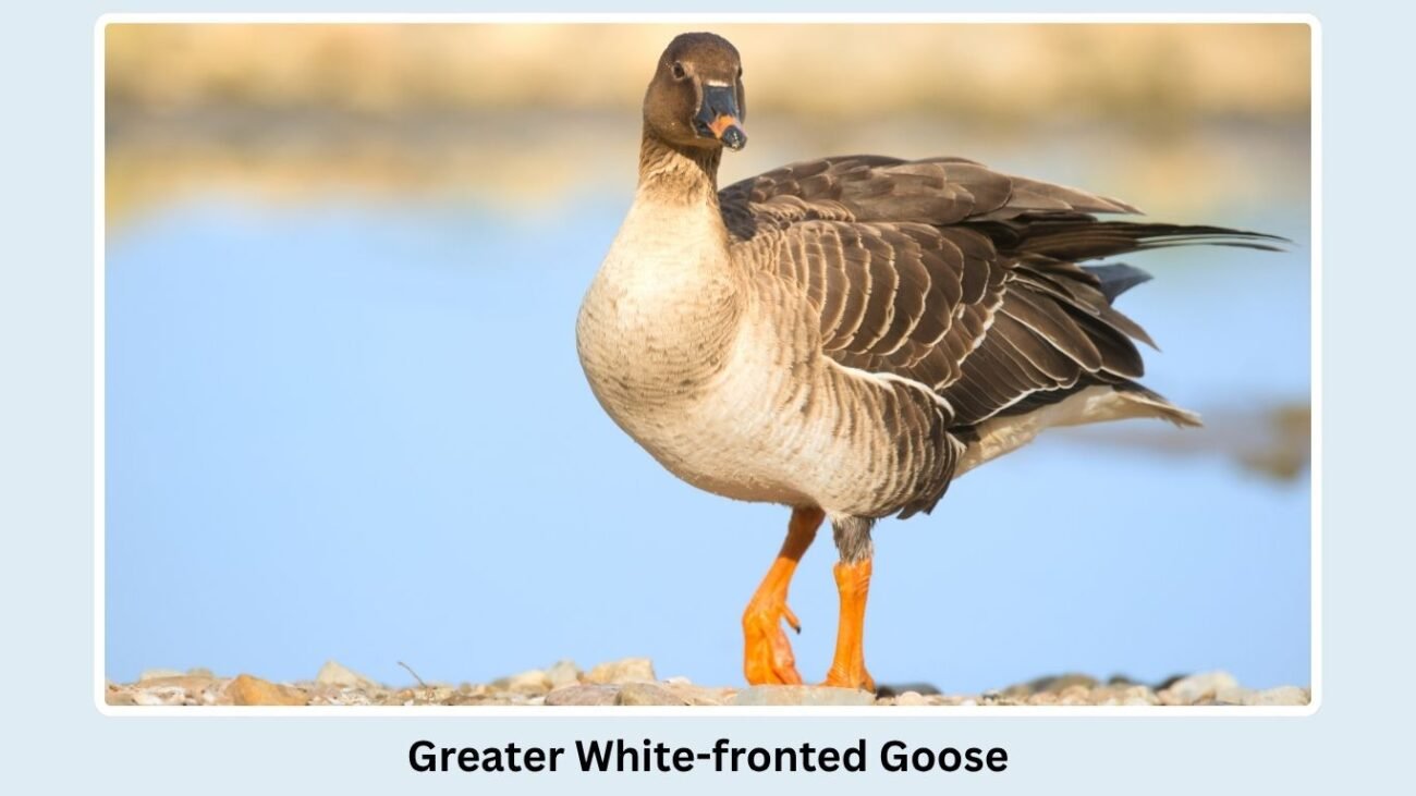 Greater White-fronted Goose