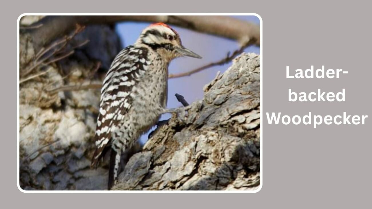 Ladder-backed Woodpecker