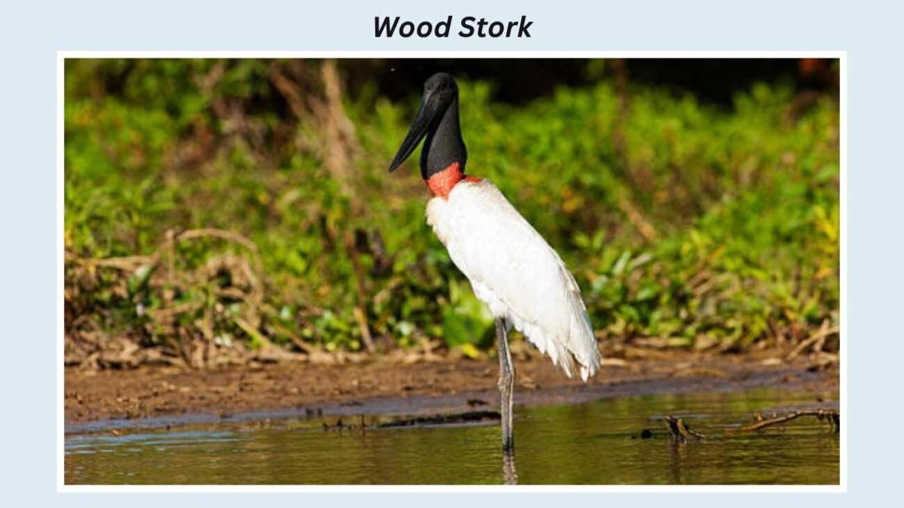 Wood Stork
