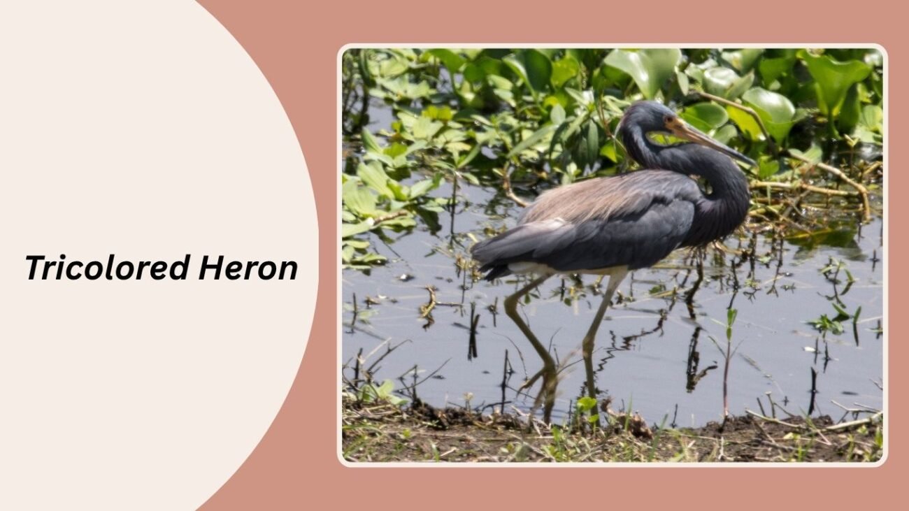 Tricolored Heron