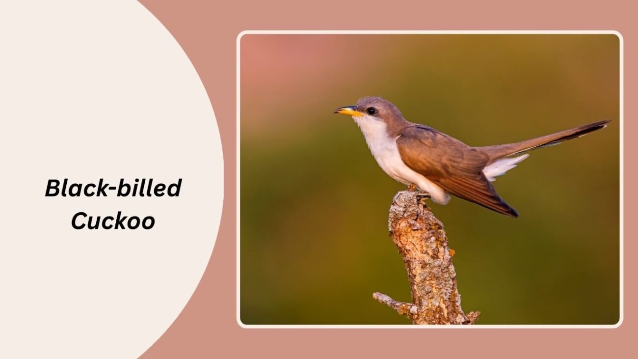 Black-billed Cuckoo