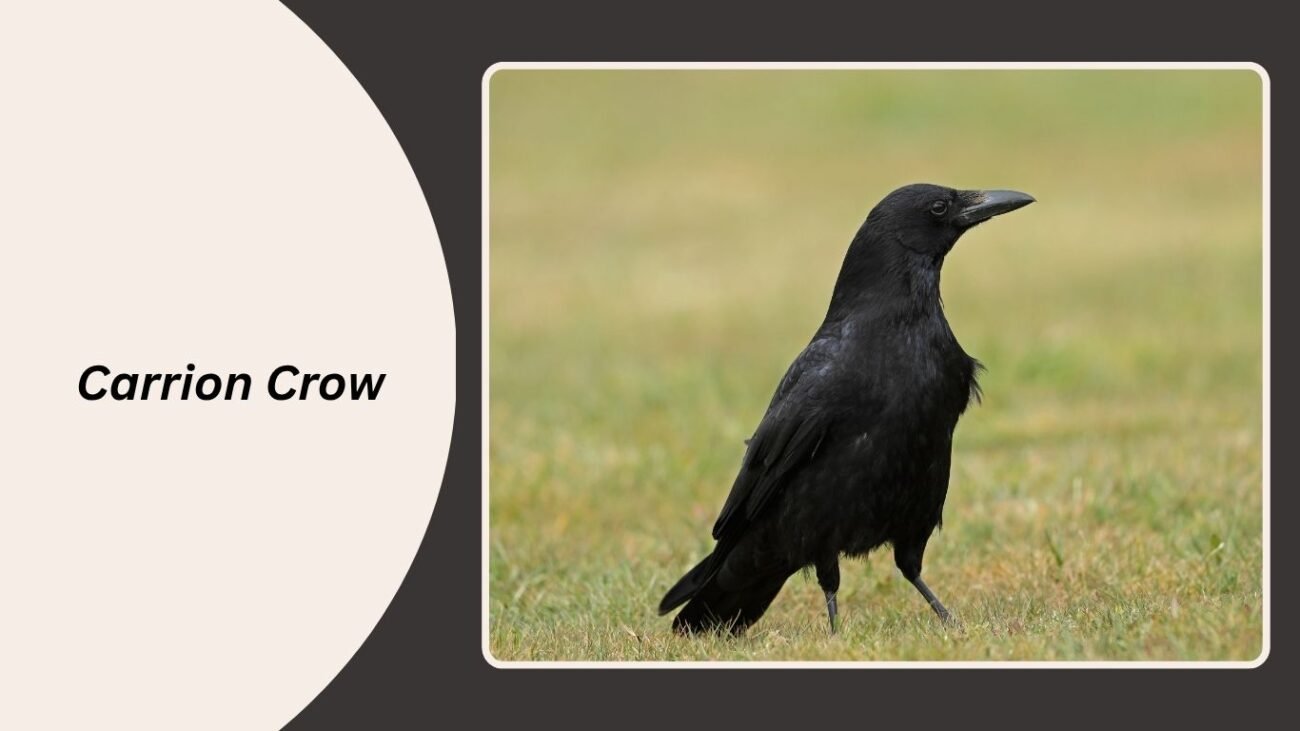 Carrion Crow