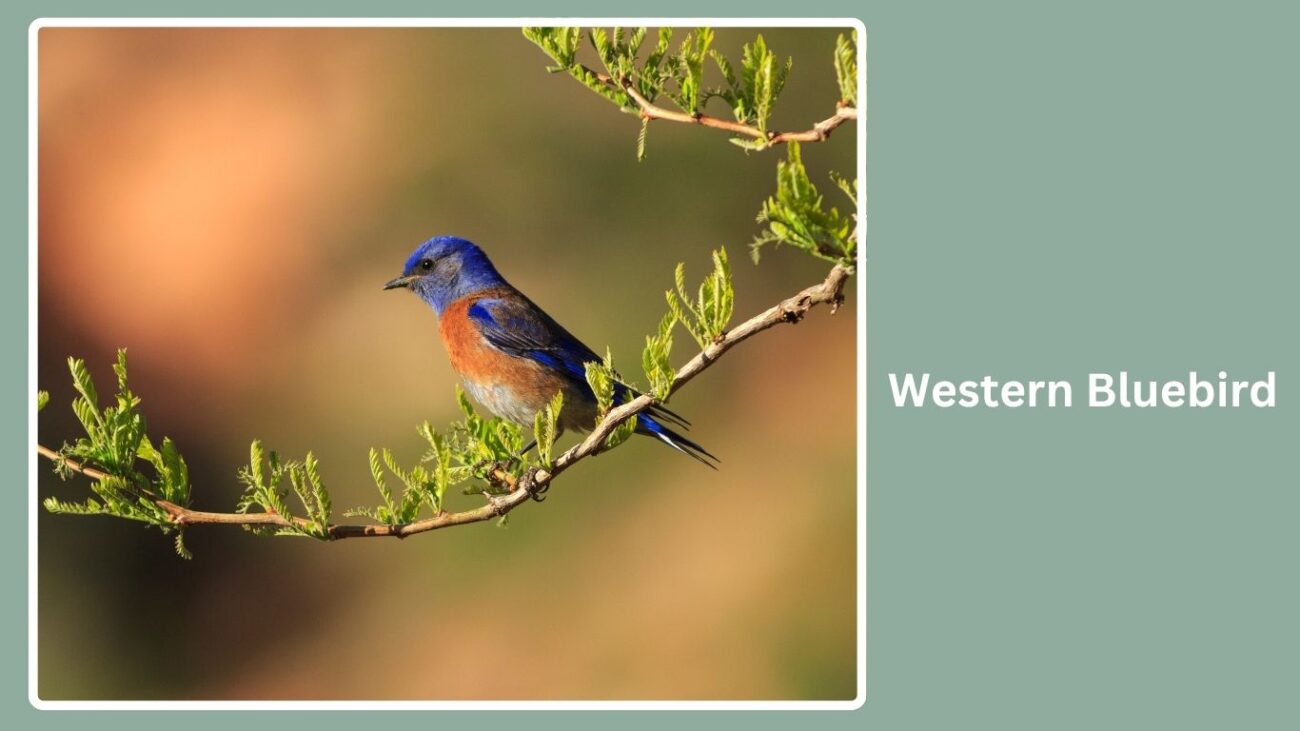 Western Bluebird