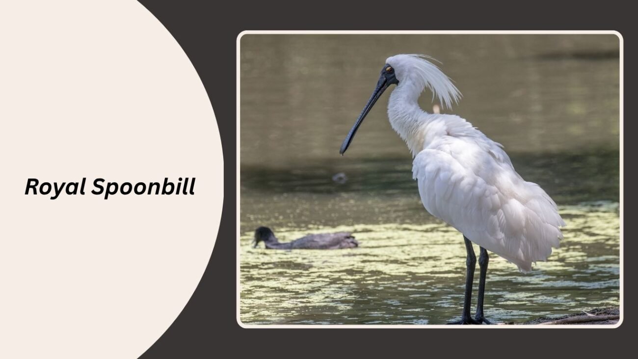 Royal Spoonbill