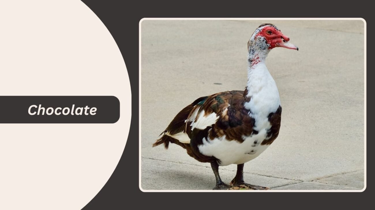 Chocolate Muscovy Duck