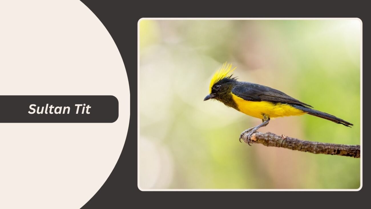 Sultan Tit